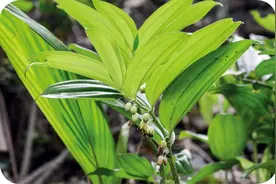 你能说出这种植物的名字吗？图片