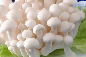 白玉菇这样做太美味了，爽口开胃，营养丰富，比吃红烧肉还香图片