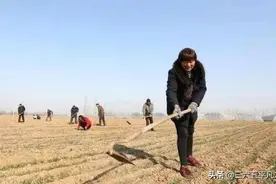 农村俗语“腊月无雪，寡年无春，耕牛停歇”，啥意思？图片