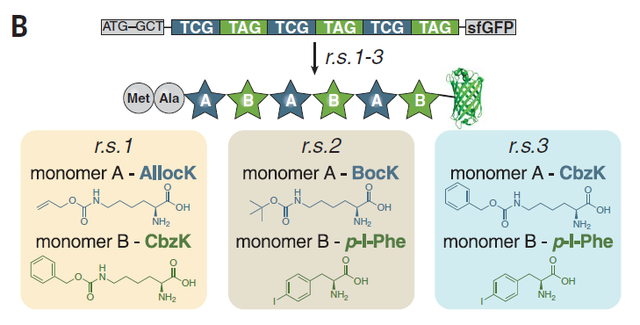 上帝之手！改写遗传密码，在蛋白质中加入新的非天然氨基酸