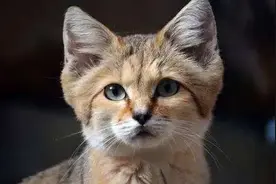 世界最小的猫科动物之一沙丘猫：外表可爱生命力顽强，却濒临灭绝图片