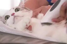 带猫去体检，猫乖到院长想给她颁奖，被剃毛时表情生无可恋视频封面