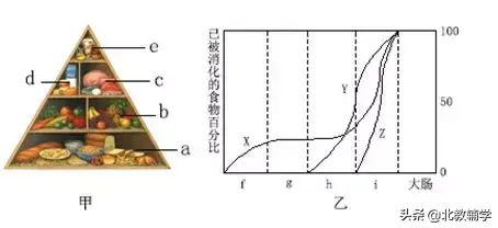「中考·生物」冲刺中考，初中生物100道高频易错题！附答案~