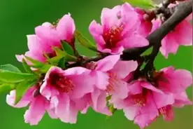 是乡村教师还是城镇教师？界定要明确因为这涉及到待遇和职称！图片