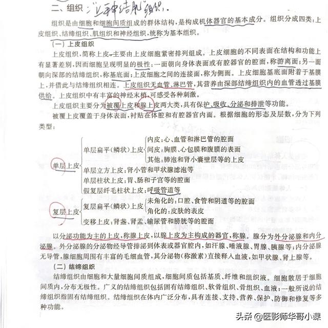 未角化复层扁平上皮的形态结构
