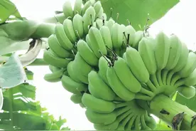 丰收了！禾云这条村的粉蕉大又甜，快来品尝图片