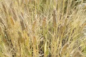 舌尖上的如皋•夏 | 冷蒸飘香图片