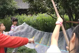 打桂花~ 做糖桂花啦~ 一层桂花一层白糖就可以做成糖桂花吗？图片