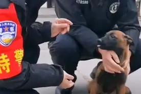 流浪犬跑进警队，凭实力成为警犬学员，网友：自己考上正式编制图片