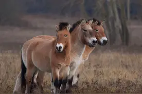 马儿的交配和繁殖，奇怪的知识又增加了图片