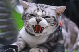 铲屎官被猫咪“家暴”？只是因为不了解猫咪攻击行为背后的含义图片