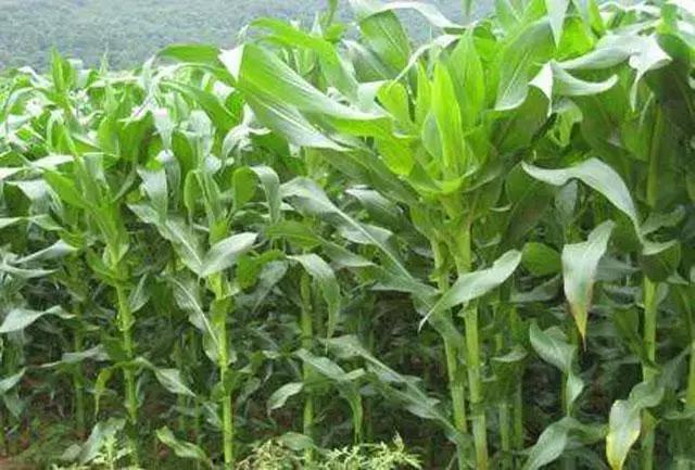 玉米种植,掌握好这10个小技巧