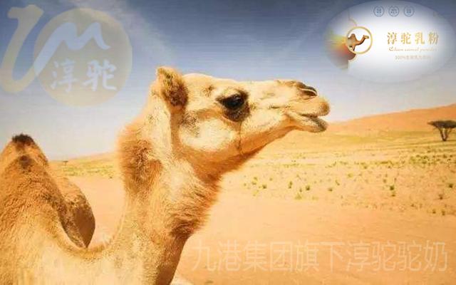 带你了解沙漠“萌宠”神奇的骆驼之珍稀的淳驼驼奶