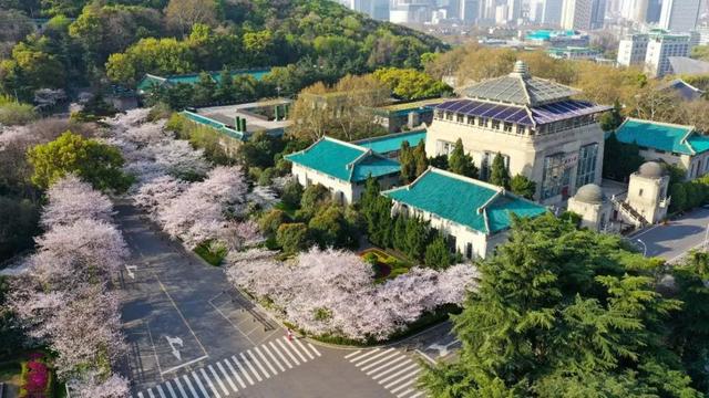 2020→2021，来看武大樱花这组对比照