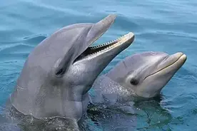 “水中泰迪”——海豚的另一面图片