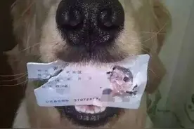 开心一刻，牛大哥：哼！老子不干了，后面的马耍流氓！图片