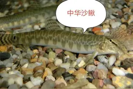 钓友钓到一条怪鱼？那是中华沙鳅！150元一斤都很难买到的鱼图片