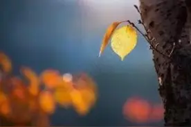 秋梦易醒，难再续，伤别离图片