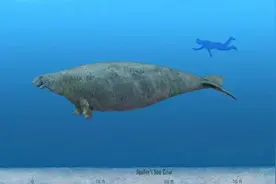 斯特拉大海牛，长10米重10吨，因味美好捉，不到30年就被人吃灭绝图片
