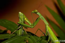 交配时，母螳螂会残忍吃掉“丈夫”，为何雄螳螂不反抗也不逃走？图片