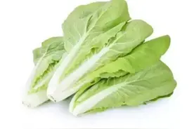 四川特有的白菜图片