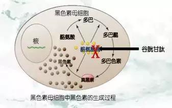 关于美容针，这篇文章都给你说清楚了