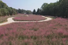 南昌县凤凰沟景区粉黛花海绽放图片