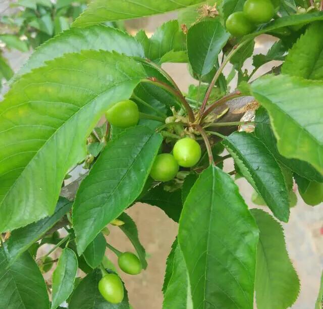 氨基酸在果树生长中的重要作用，种植樱桃如何正确使用氨基酸
