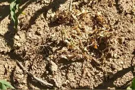 草甘林有5个黄金配方，彻底解决除草难题，还能杀死竹子大树图片