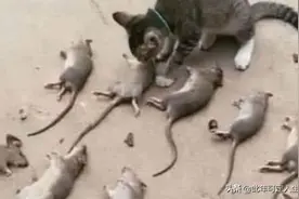 第一次带猫咪回老家，第二天开门蒙了：一家人就要整整齐齐的图片