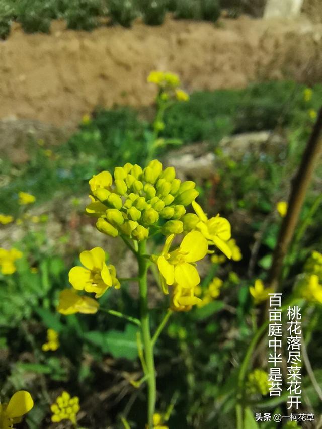 三月观花指南，这8种花三月开，不要错过花期
