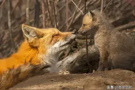 村民追赶狐狸竟捡到国宝麒麟尊，上交后获得200元奖金和一张奖状图片