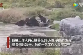 不止一次！上海野生动物园曾有游客骑虎拍照 被咬伤头和面部图片
