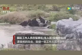 不止一次！上海野生动物园曾有游客骑虎拍照 被咬伤头和面部图片