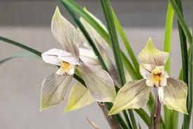 有这4个爱好的人，不适合养兰花，劝你别白费功夫图片