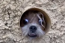 黑心主人为搏眼球强迫狗狗钻洞，导致眼球突出，露出惊恐神情？图片