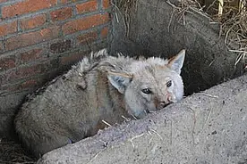 收养一只灰狼，意外跟藏獒发生关系，生出串串后，模样很喜人图片