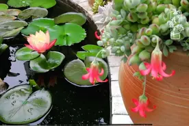 我愿沉醉于花丛，做一个灵魂有趣的护花人图片