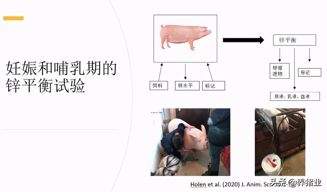 李曼大会听课笔记连载（二）（母猪营养、生长速度、应激、无抗）