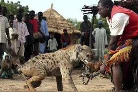 连狮子都不怕的鬣狗，却被非洲人当作宠物，鬣狗为何会怕非洲人？图片