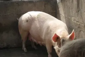 母猪配种最佳时间，新手了解一下图片