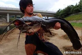 广东男子钓获十几条鲶鱼，以为是“塘鲺”随手扔掉！网友：亏大了图片