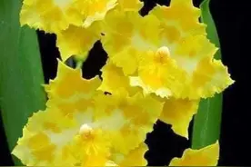 不可思议的奇花异草，看看你见过几种图片