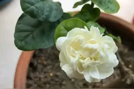 茉莉花盆栽在春季怎么翻盆？有图有真相图片