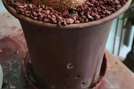 办公室摆放泰国山乌龟的风水寓意图片