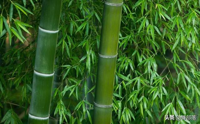 竹叶上的“宝贝”，价格88元一斤，不认识的把它当“病虫害”处理