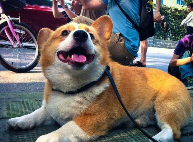 柯基犬真的要断尾吗？但确实有这5个好处