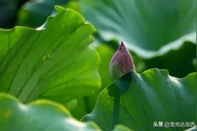 月夜池塘静，醉卧伴荷仙（诗词六首）图片