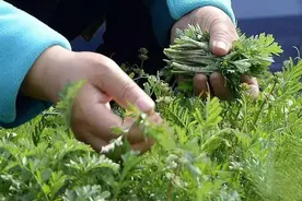 春天4对“双胞胎”野菜，很多人傻傻的分不清楚，你认识几种？图片