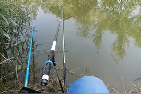 钓鱼：水底拍摄，一探鲤鱼不吃饵的原因图片